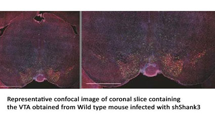 SHANK3 controls maturation of social reward circuits in the VTA