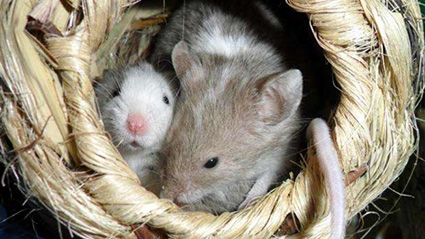 mice in nest