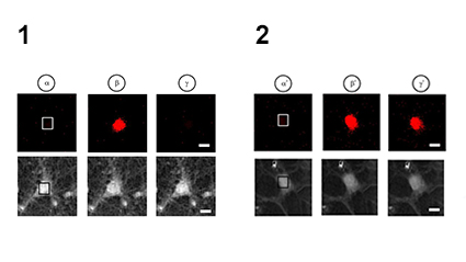 L-Lactate: from neural network potentiation to neuroprotection